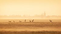 Roe deer in the polder by Halma Fotografie thumbnail