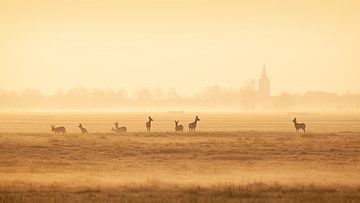 Roe deer in the polder by Halma Fotografie