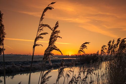 Sunrise between the reeds with orange sky