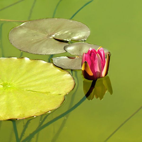 Water lilies by Violetta Honkisz