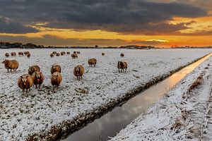 Schafe, Schnee, dunkle Wolken und eine aufgehende Sonne