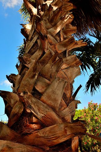 Stem of a palm tree in your own garden