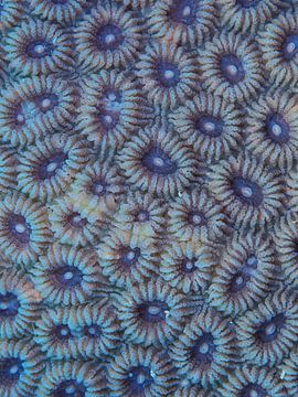 gros plan sur le corail