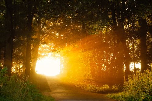 Ontwaken in het Amsterdamse Bos