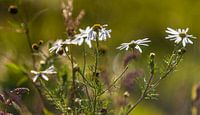Wilde margrieten