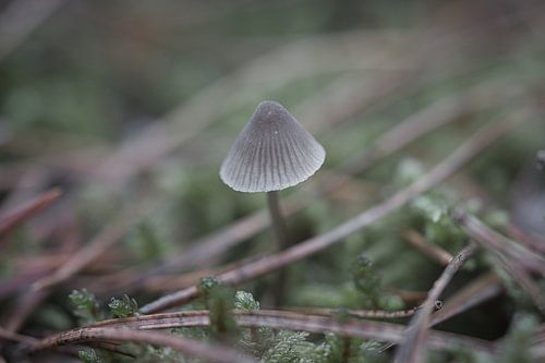 Delicate paddenstoelen filigraan op de bosgrond