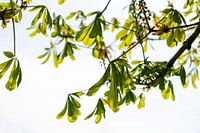 Junge hell leuchtend grüne Blätter von Zweigen gegen das Sonnenlicht im Frühling.