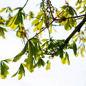 Jonge heldere levendige groene bladeren van takken tegen zonlicht in de lente. van Evelien Doosje