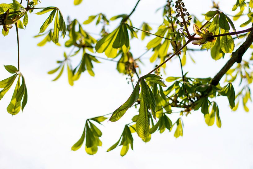 Jonge heldere levendige groene bladeren van takken tegen zonlicht in de lente. van Evelien Doosje