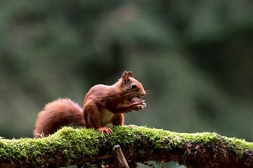 Squirrel with walnut by Anjella Buckens