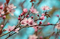 Plum Flower  by Julia Delgado thumbnail