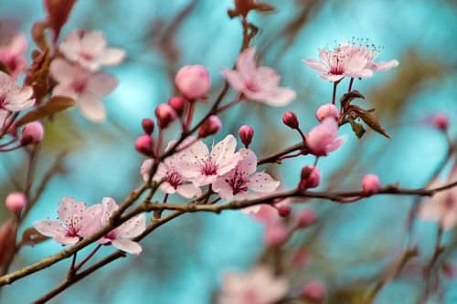 Plum Flower  by Julia Delgado
