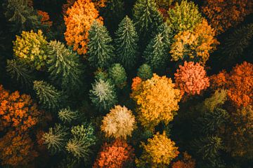 Autumn forest blaze of colour by Poster Art Shop