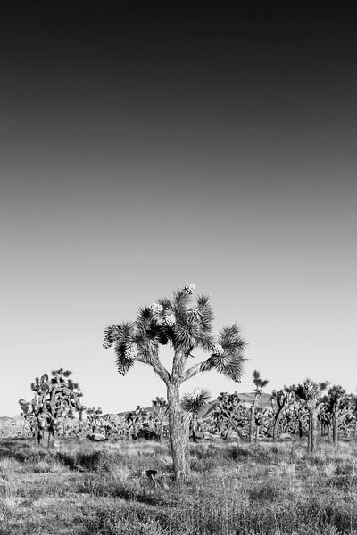 Joshua Tree National Park | Monochrom von Melanie Viola