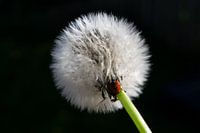 Red ladybug