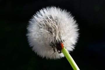 Rood Lieveheersbeestje van Matani Foto