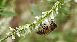 A hard-working bee on a white cluster of flowers by Feel&Capture Photography