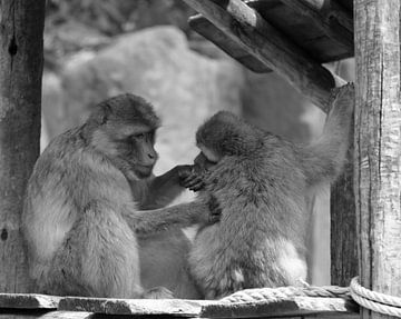 Barbary apes in black and white by Jose Lok