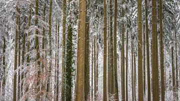 Coniferous forest in winter with snow on the Swabian Alb