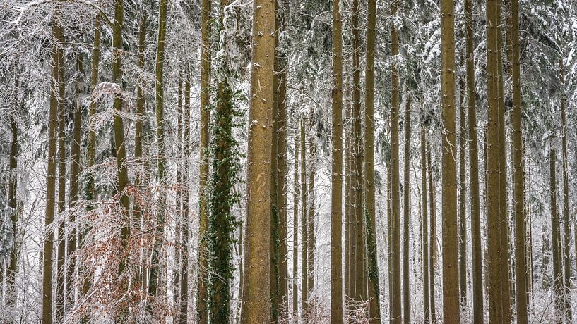 Coniferous forest in winter with snow on the Swabian Alb by Daniel Pahmeier