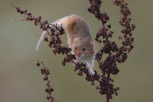 Dwergmuis (Micromys minutus)