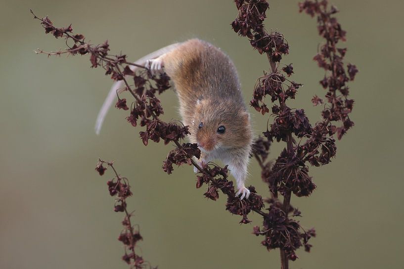 Souris pygmée (Micromys minutus) par Ronald Pol