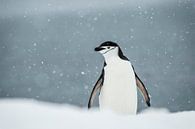 LP 71126425 Kinband pinguïn op Antarctica van BeeldigBeeld Food & Lifestyle thumbnail