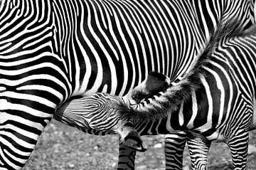 ZEBRAS 1 by Miroslav Ptacek