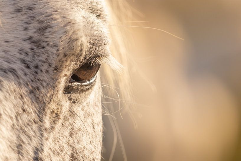I See You (IV) (couleur) par Kris Hermans