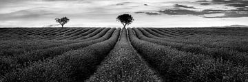 Ambiance Provence en France avec champ de lavande en noir sur Manfred Voss, Schwarz-weiss Fotografie