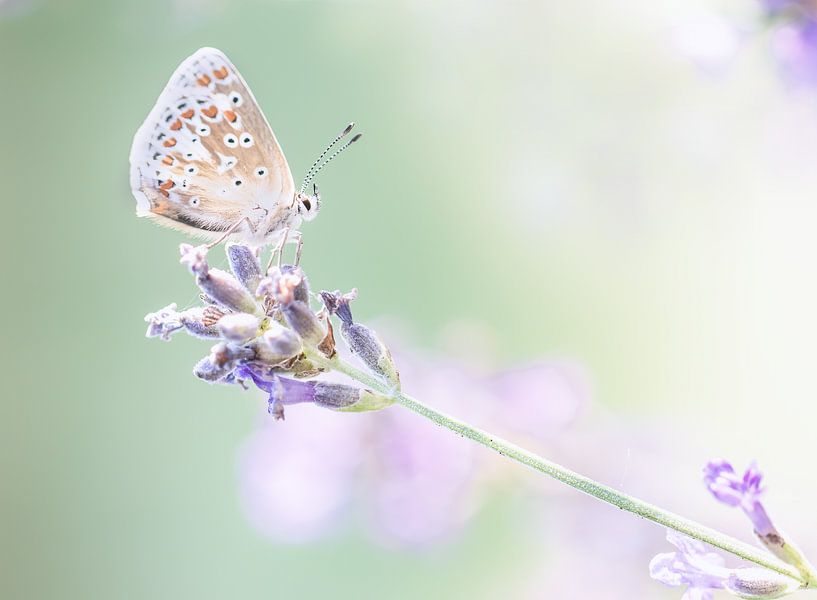 Braun-blauer Schmetterling auf Lavendel von natascha verbij