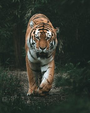 Tigre dans la jungle sur Nils Hornschuh