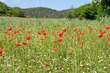 Coquelicots rouges sur My Footprints