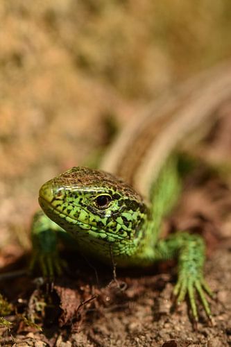 Hagedis Tsjechie kop links