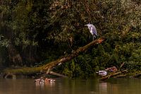 alone in the tree