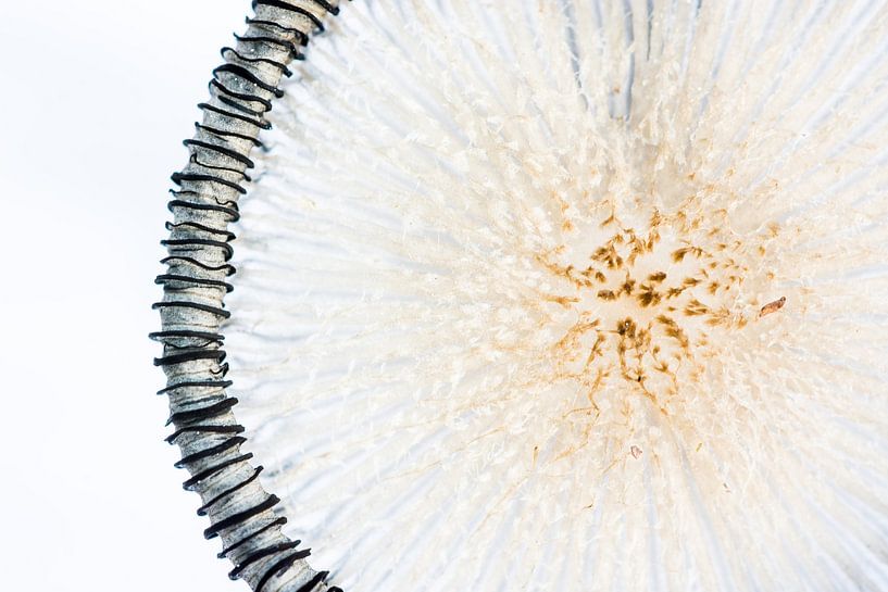 Champignon Pied de lièvre par Danny Slijfer Natuurfotografie