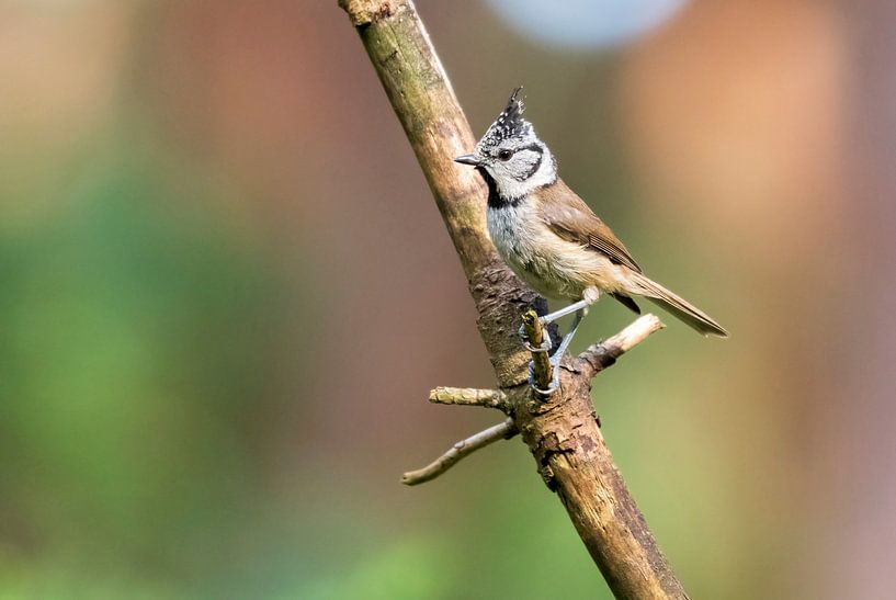 Mésange huppée par Merijn Loch
