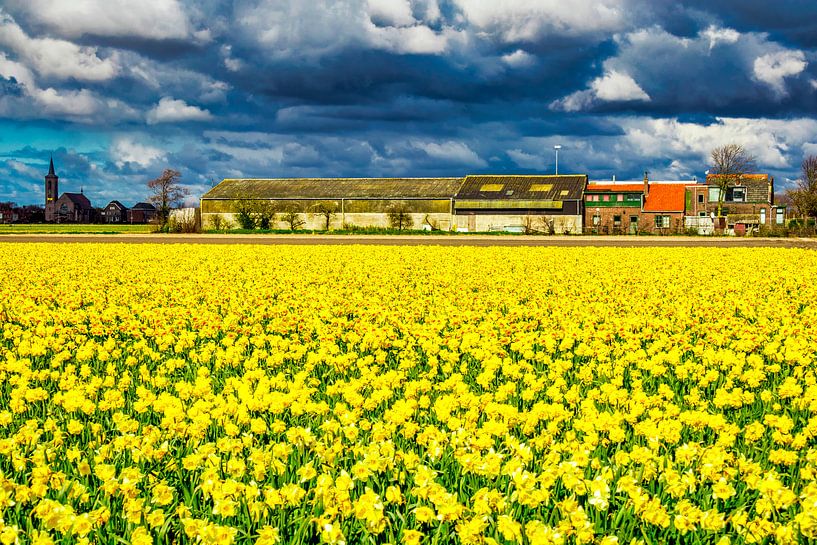 Yellow by peterheinspictures
