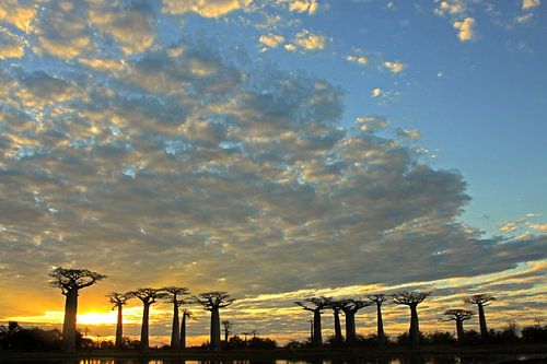 Baobab's bij zonsondergang