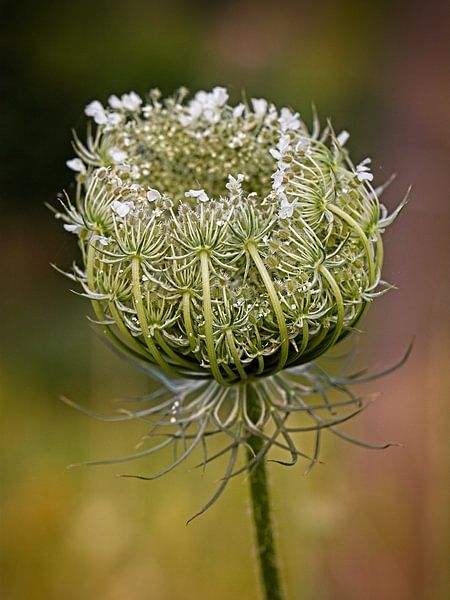 Wild Carrot by Rob Boon