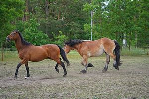 Trakehner Feldmeyer und Rheinisch Deutsches Kaltblut Enzo