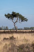 Lonely tree