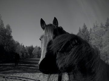 2 paardenhoofdjes in 1 van PO Fotografie