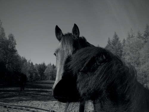 2 paardenhoofdjes in 1