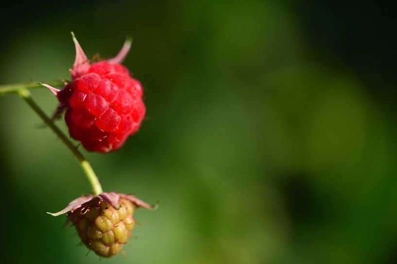 Eine reife und eine unreife Himbeere vor grünem Hintergrund von Ulrike Leone