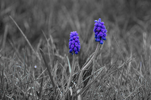 Blaue Weintrauben mit Morgentau