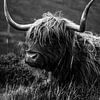 Ile de Skye | Bétail des Highlands | Photographie de paysage d'Ecosse | Fine art | Tirage d'art sur Sander Spreeuwenberg