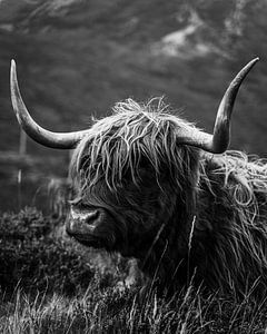 Isle of Skye | Hochlandrinder | Schottland Landschaftsfotografie | Fine Art | Kunstdruck von Sander Spreeuwenberg