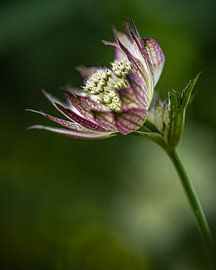 Flowers | Astrantia by Janneke van der Pol