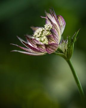 Blumen | Große Sterndolde von Janneke van der Pol